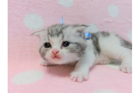 成約済の広島県のスコティッシュフォールド-14374の3枚目